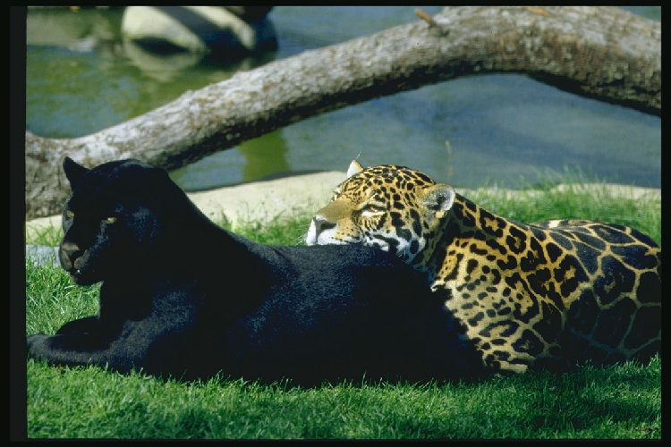 wild%20cats_012[1].jpg