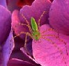 insects_007_resize.jpg