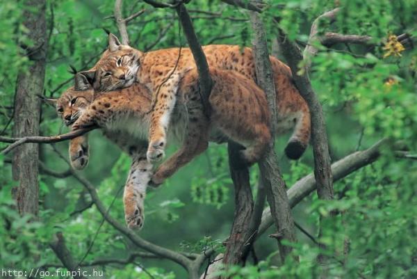 wild-cats-(2).jpg