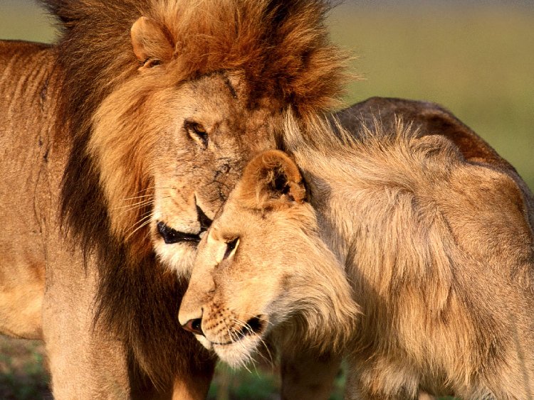 lions_011[1].jpg