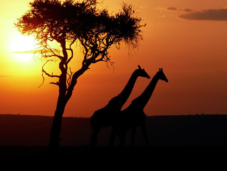 giraffes_001[1].jpg