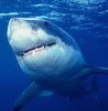 underwater_025_resize.jpg