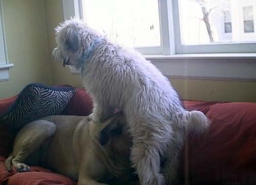 1176128650_animalpix07.jpg