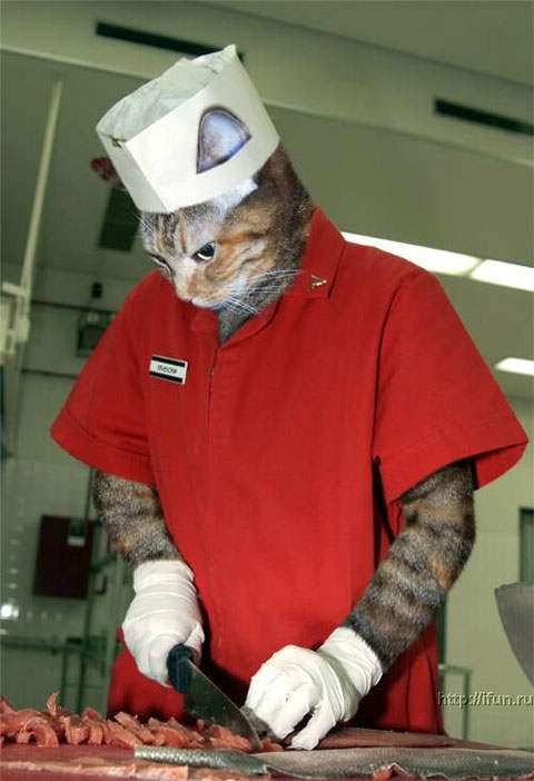 cat_work13.jpg