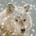 w_153.gif
