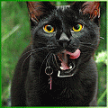 3_1758.gif