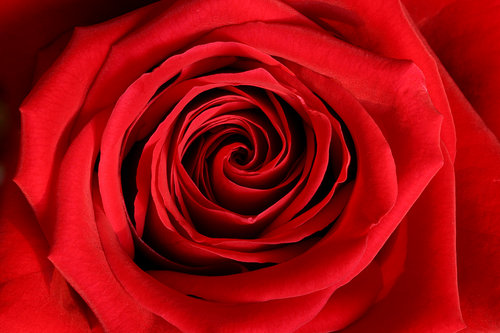 red rose.jpg